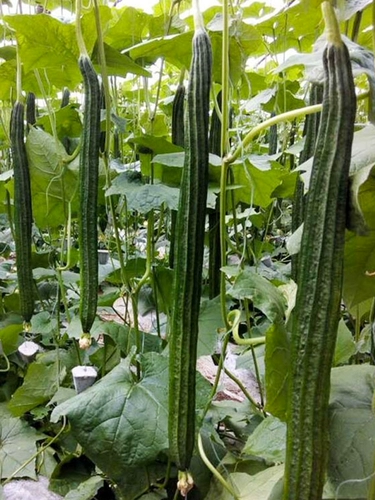 Семена седиков, восьмиугольные красноречивые края и углы, высокие восьмиугольные длинные сезоны, длинные сезоны, длинные семена, длинная сестра -в -сароду