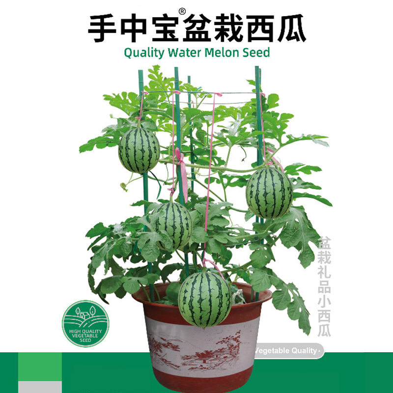 盆栽四季西瓜种子水果寿禾四季图片