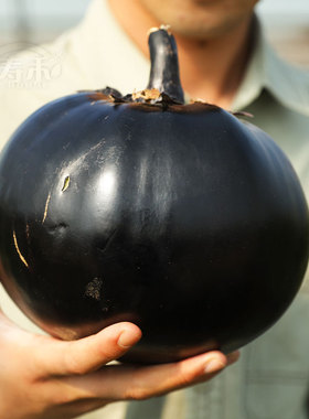 日本圆茄子种子种籽/黑宝 特大黑紫色高产圆带土苗孑秧苗秧老品种