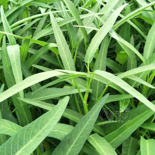 菜苗春季 柳叶蔬菜菜籽水孑大叶青菜菜种 竹叶空心菜种子种籽苗四季