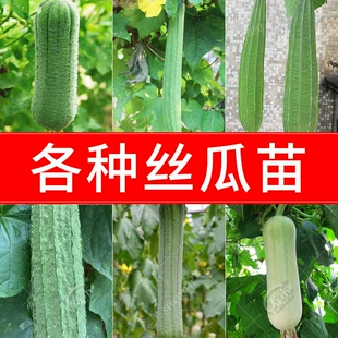 八棱白高产蔬菜种籽秧孑子秧苗大全四季 菜籽菜种 肉丝瓜种子苗春季