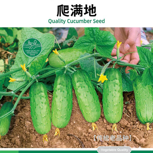 寿禾四季爬满地黄瓜种子