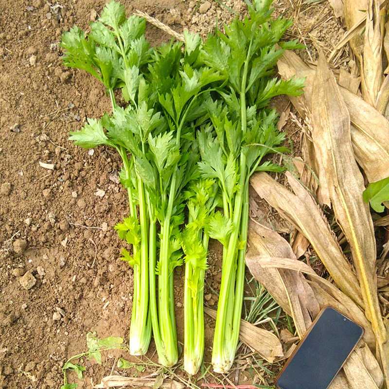 四季黄心芹菜种子小香芹菜种籽籽种苗秧蔬菜菜籽孑苗根根苗幼苗 鲜花速递/花卉仿真/绿植园艺 种苗/半成品盆栽 原图主图