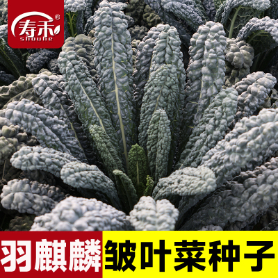 羽麒麟皱叶羽衣甘蓝种子种籽四季蔬菜鲜食用观赏阳台盆栽耐寒甘蓝