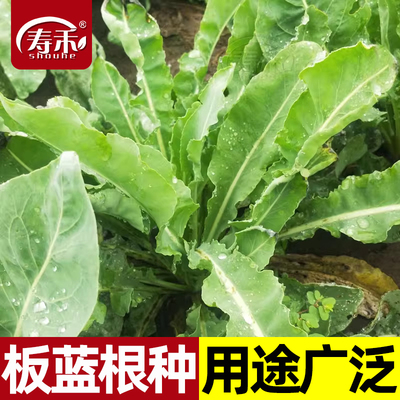 大青叶板蓝根种子种籽孑苗中药子种种植苗秧中草药秧苗根种根苗