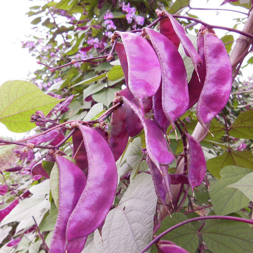 蔬菜特色峨眉梅豆四季红种子