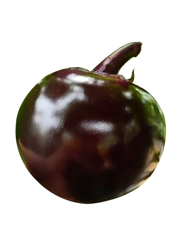 Японские круглые семя семян семян семян семян/черного сокровища.