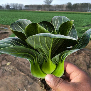 青菜籽种上海青种子孑菜籽秋季 冬季 高产青梗菜种籽四川小油菜四季