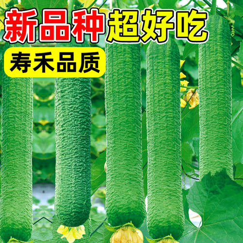 皱皮丝瓜新品种肉丝瓜种籽