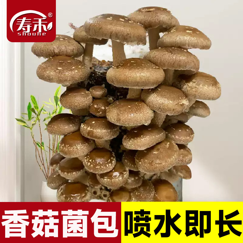 蘑菇种植可食用磨菇寿禾图片