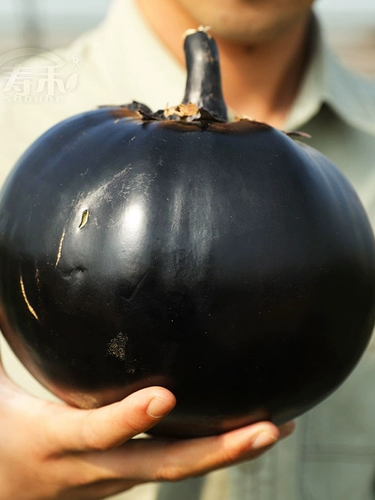 Японские круглые семя семян семян семян семян/черного сокровища.