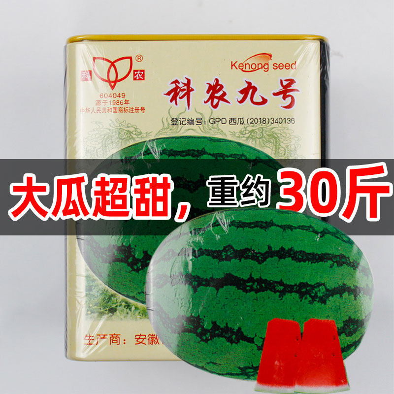科农九号巨型西瓜种子超甜早熟超大水果种子种籽孑大果可达30斤,鲜花速递/花卉仿真/绿植园艺,家庭园艺种子,淘宝优惠券,粉丝福利购,淘宝优惠卷