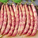 Семена северо-восточной красной фасоли с золотым крючком, чечевица из семенной канавы, фасоль красная, красная фасоль, энциклопедия бобов с золотым крючком Four Seasons