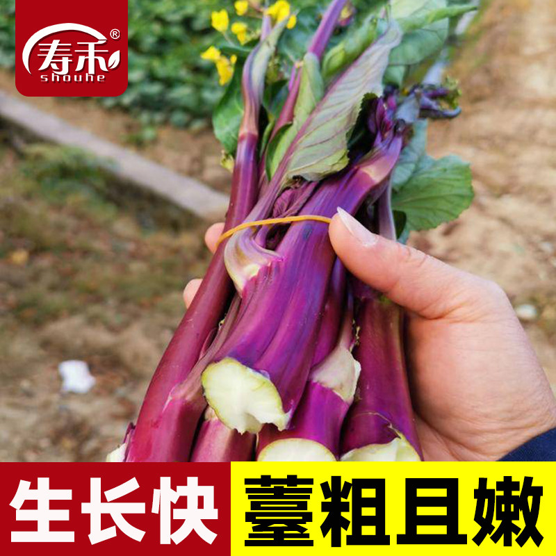 红菜苔种子紫种籽四季蔬菜孑菜籽广东甜菜红菜心油菜薹籽种湖北苗