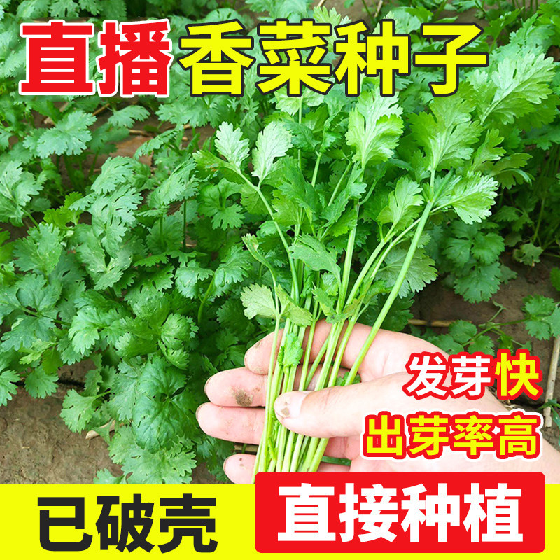 免破壳香菜种子速生安瑟米图片
