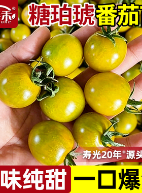 糖珀琥番茄苗子西红柿高端唐伯虎四季蔬菜苗秧黄色水果小圣女果