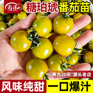 糖珀琥番茄苗子西红柿高端唐伯虎四季蔬菜苗秧黄色水果小圣女果