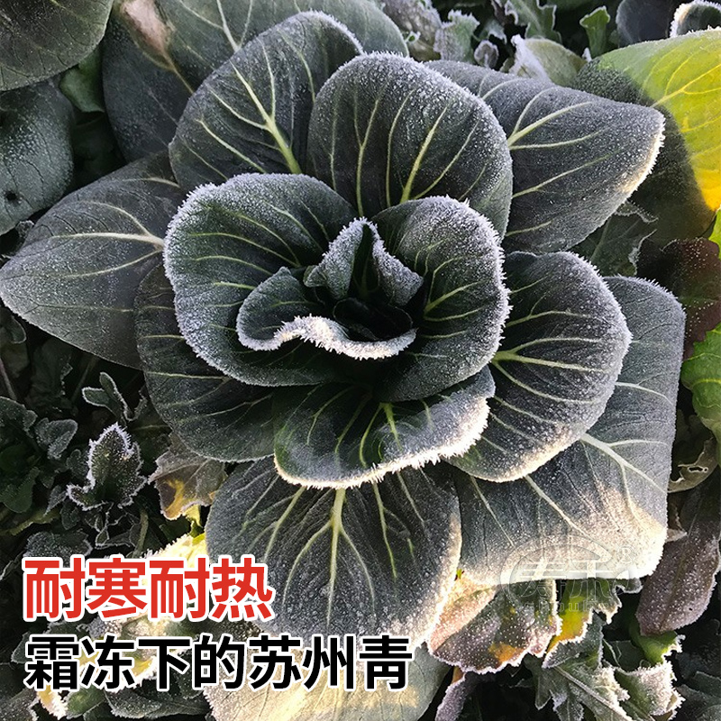 矮脚青梗菜苏州青油菜种子