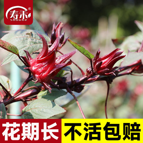 洛神花种子籽红桃K玫瑰茄室外庭院阳台花卉蔬菜盆栽蔬菜种籽孑