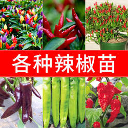 辣椒种子苗秧各种朝天椒菜苗小米椒小米四季蔬菜种籽带土秧苗大全