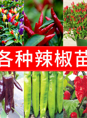 辣椒种子苗秧各种朝天椒菜苗小米椒小米辣四季蔬菜种籽孑秧苗大全