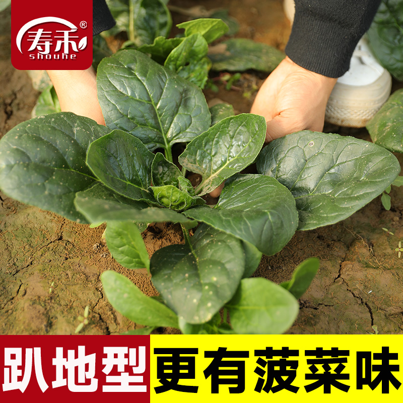 老品种趴地菠菜种子种籽大叶红根波菜子秋后菜籽四季菜种孑菜籽了
