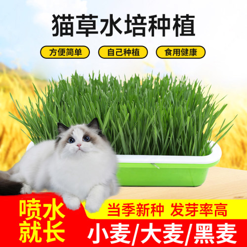 盆栽芽苗菜水培猫草大麦种籽