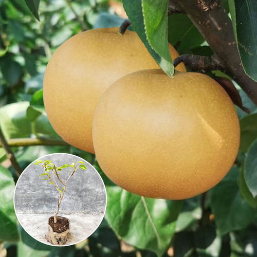 梨树庭院地栽种植当年结果果树