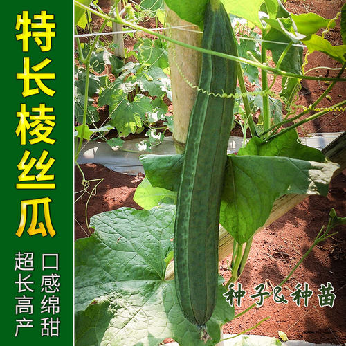特大棱丝瓜种子苗超长秧苗八棱春季棱角八角南方孑子种籽秧新品种