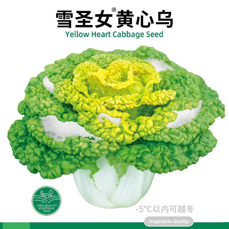 寿禾乌塌菜雪圣女黄心乌种子