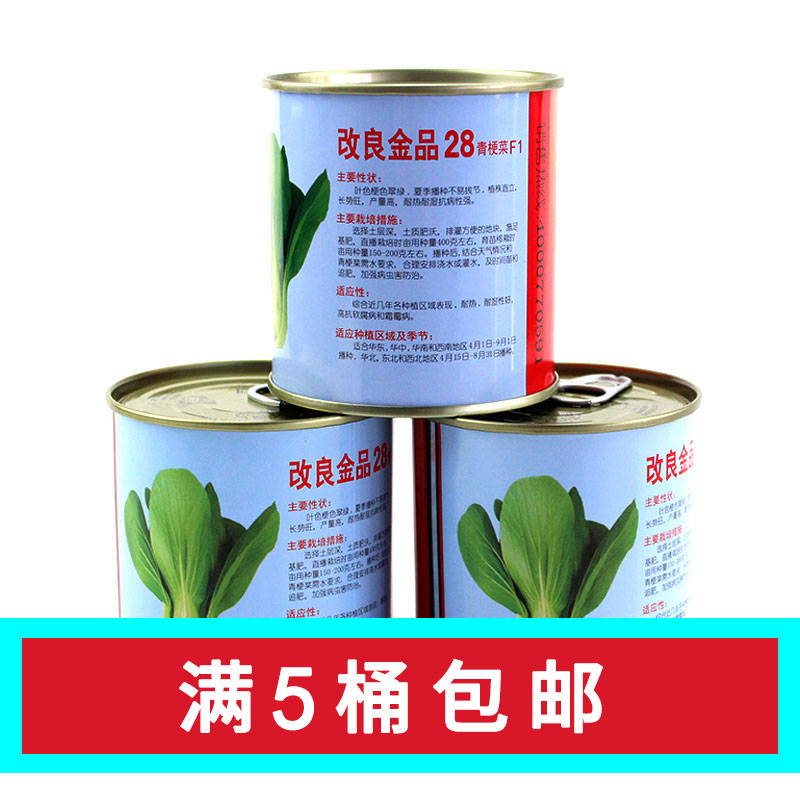 改良金品28青梗菜种子