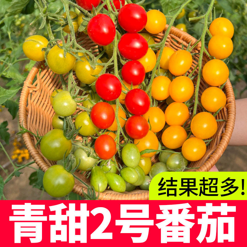 四季小番茄种子苗千禧圣女果西红柿种籽秧果苗矮生秧苗青甜2二号