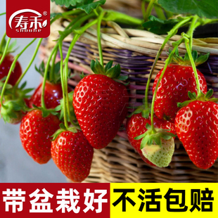 盆栽奶油草莓种籽子四季种子白苗带土带盆籽种食用苗种新苗秧种苗
