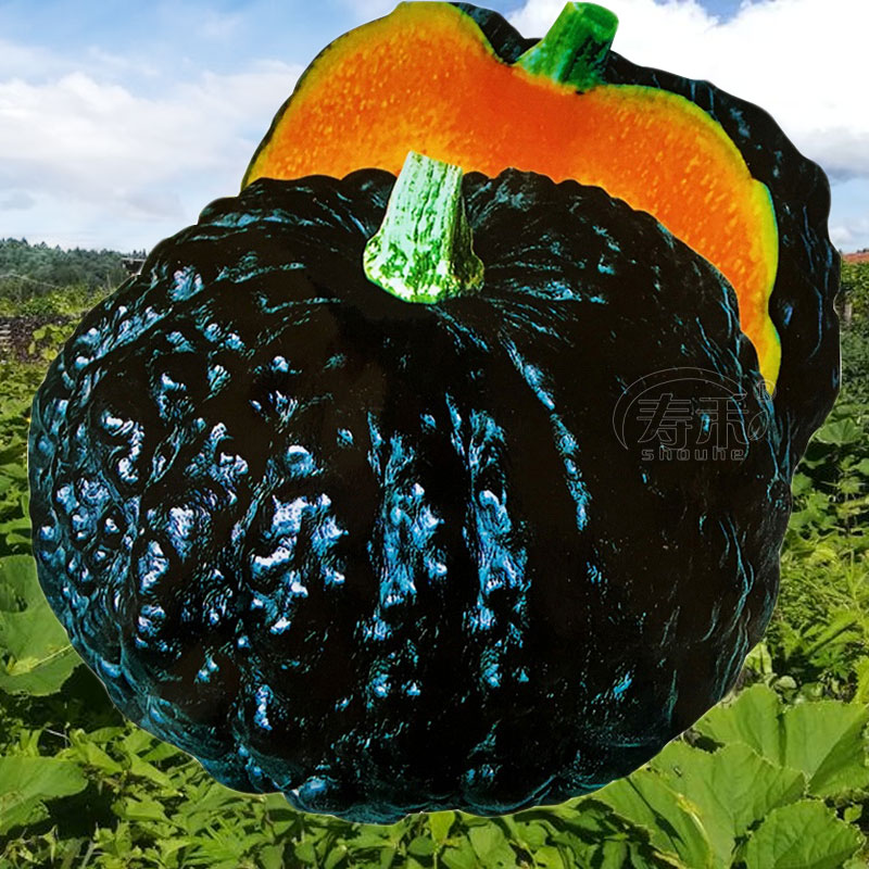 日本小南瓜种子苗秧超甜高产香甜贝贝秧苗板栗蜜本蔬菜种籽孑瓜类,鲜花速递/花卉仿真/绿植园艺,家庭园艺种子,淘宝优惠券,粉丝福利购,淘宝优惠卷