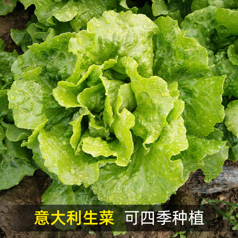 意大利生菜种子种籽高产四季蔬菜阳台春季秋季夏季菜种孑籽种菜籽