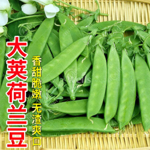 甜蔬菜豌豆种籽孑籽种莱蚕豆菜籽尖碗豆 荷兰豆种籽种子豌豆苗四季