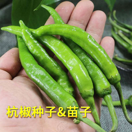 杭椒种籽苗秧辣椒种子秧苗四季特辣南方种籽种不辣蔬菜孑辣子7号
