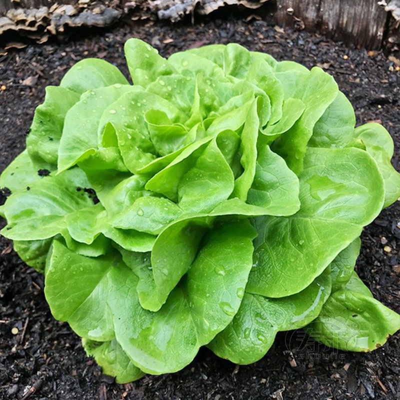 奶油生菜种子种籽四季沙拉小白菜阳台菜籽盆栽蔬菜孑菜种春季籽种