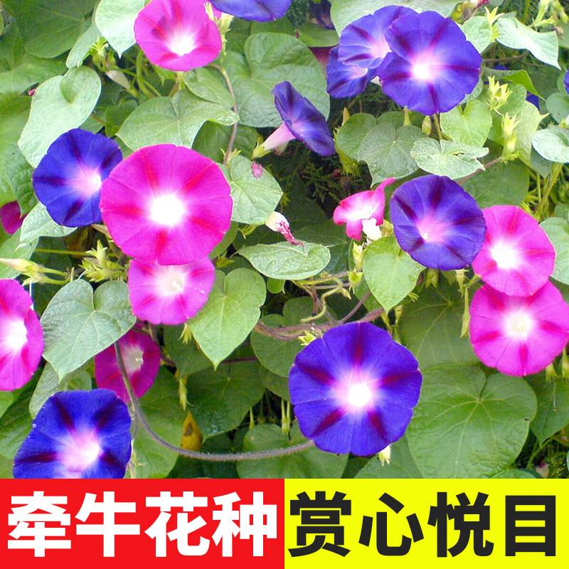 盆栽特大四季攀爬垂吊牵牛花种子图片
