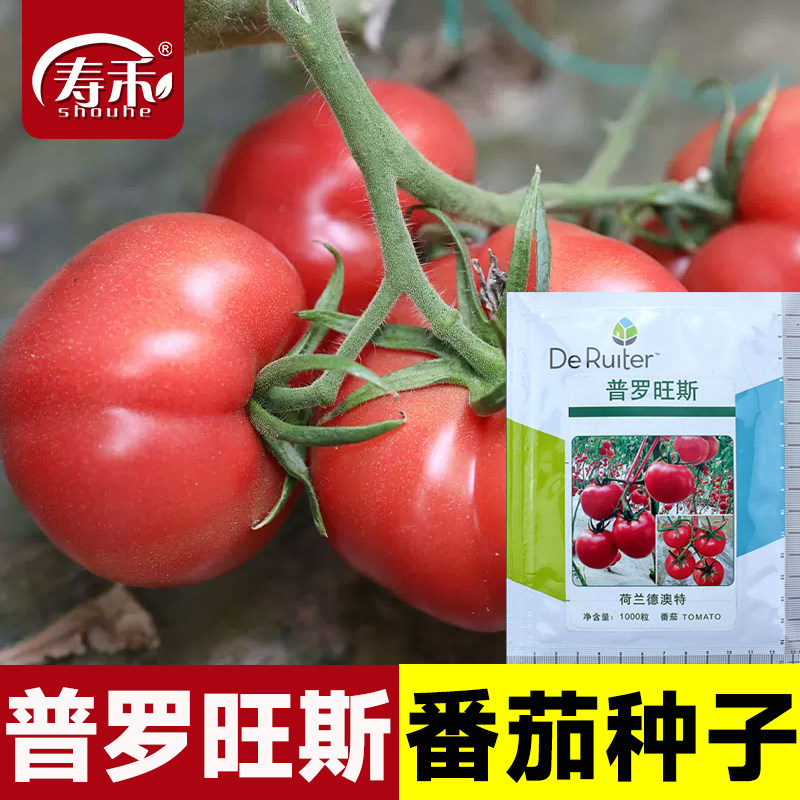 普罗旺斯西红柿种子种籽苗秧四季水果老品种秧苗大苗番茄孑生吃