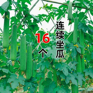 蔬菜孑子春天水瓜南方四季 菜籽菜种大全 肉丝瓜种子高产种籽苗春季