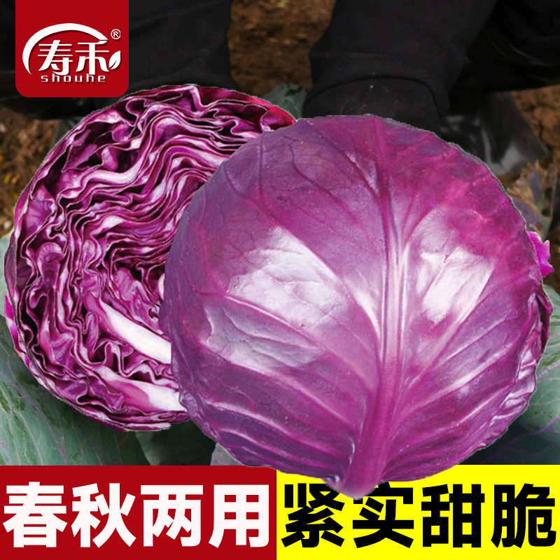 寿禾紫盛夏季耐热紫盛紫甘蓝种子图片