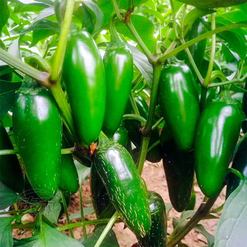 高产泡椒种子 子弹港椒 炮弹型辣椒种籽菜超辣特辣盆栽蔬菜孑籽种