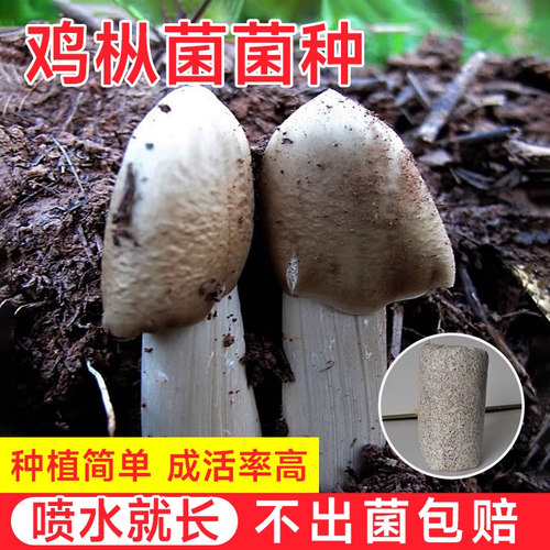 鸡枞菌菌菇包大脚菇云贵川特产斗鸡菇四季可种平菇种植菌包