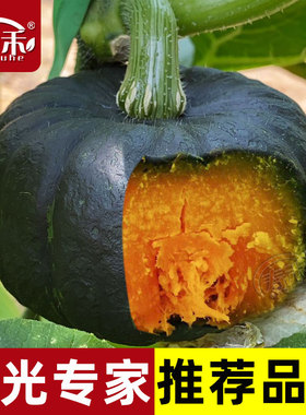 正宗高产绿贝贝迷你小南瓜种子种籽苗秧板栗带土现挖秧苗惠和一号