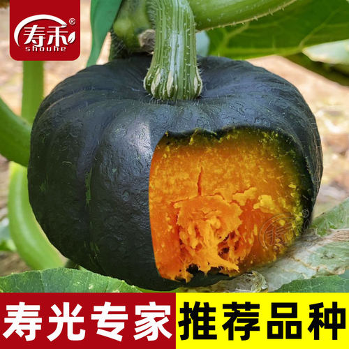 正宗高产绿贝贝迷你小南瓜种子种籽苗秧板栗带土现挖秧苗惠和一号