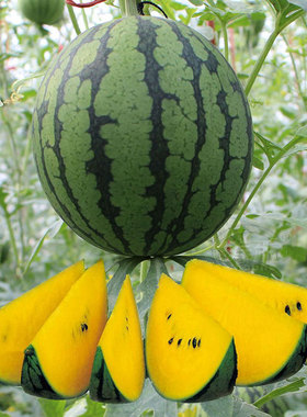 小西瓜种子种籽懒汉黄皮甜王无籽孑南方籽种嫁接麒麟8424苗秧大全