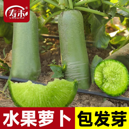 天津沙窝水果萝卜种子山东潍坊