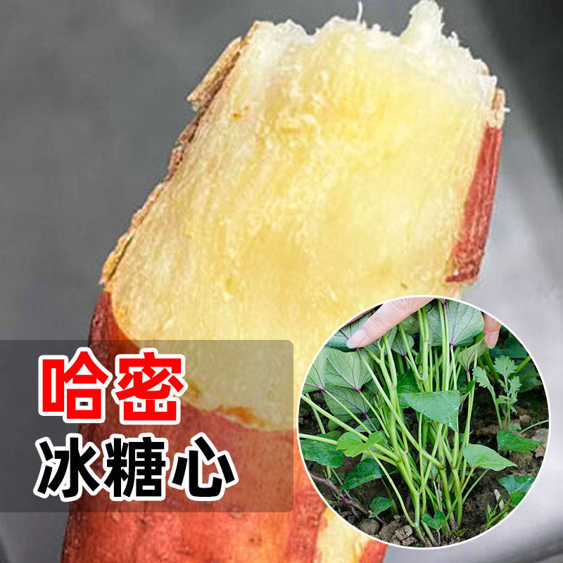 红薯苗秧西瓜红地瓜苗红瑶榴莲蜜薯苗板栗糖心秧苗桥头种子老品种