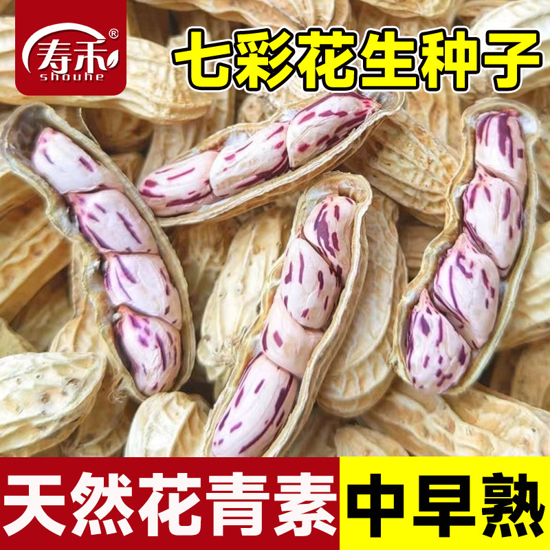 七彩花生高产薄壳紫花生种子种籽黑高端紫皮花生米南方大粒老品种图片